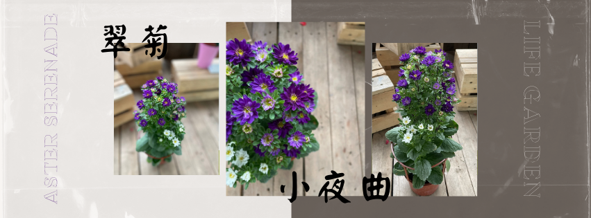 翠菊 小夜曲