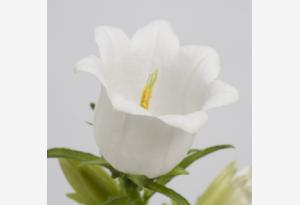 冠軍_white