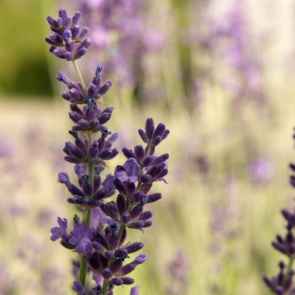 early_blue_lavender_600x600