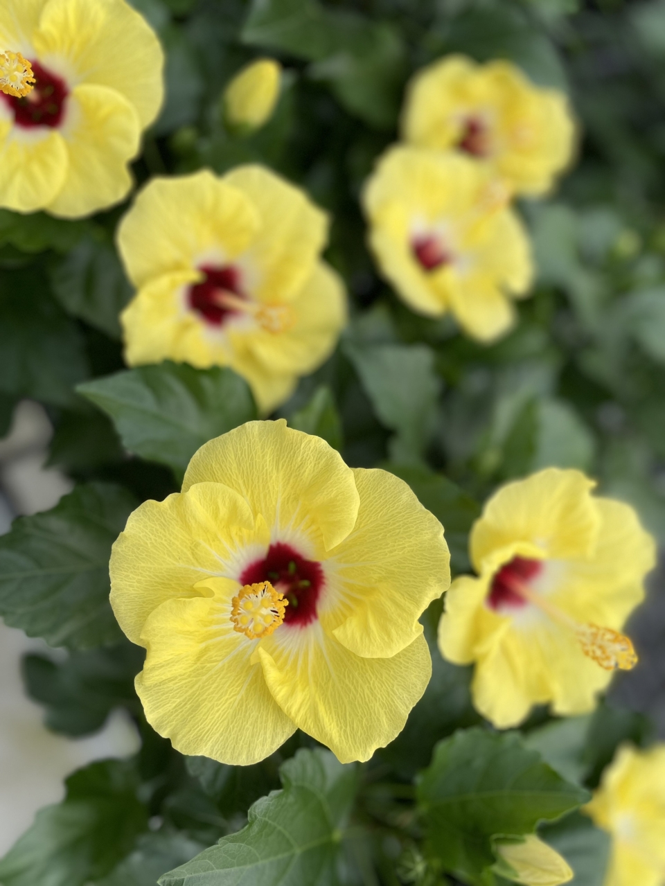 S__58155027_0