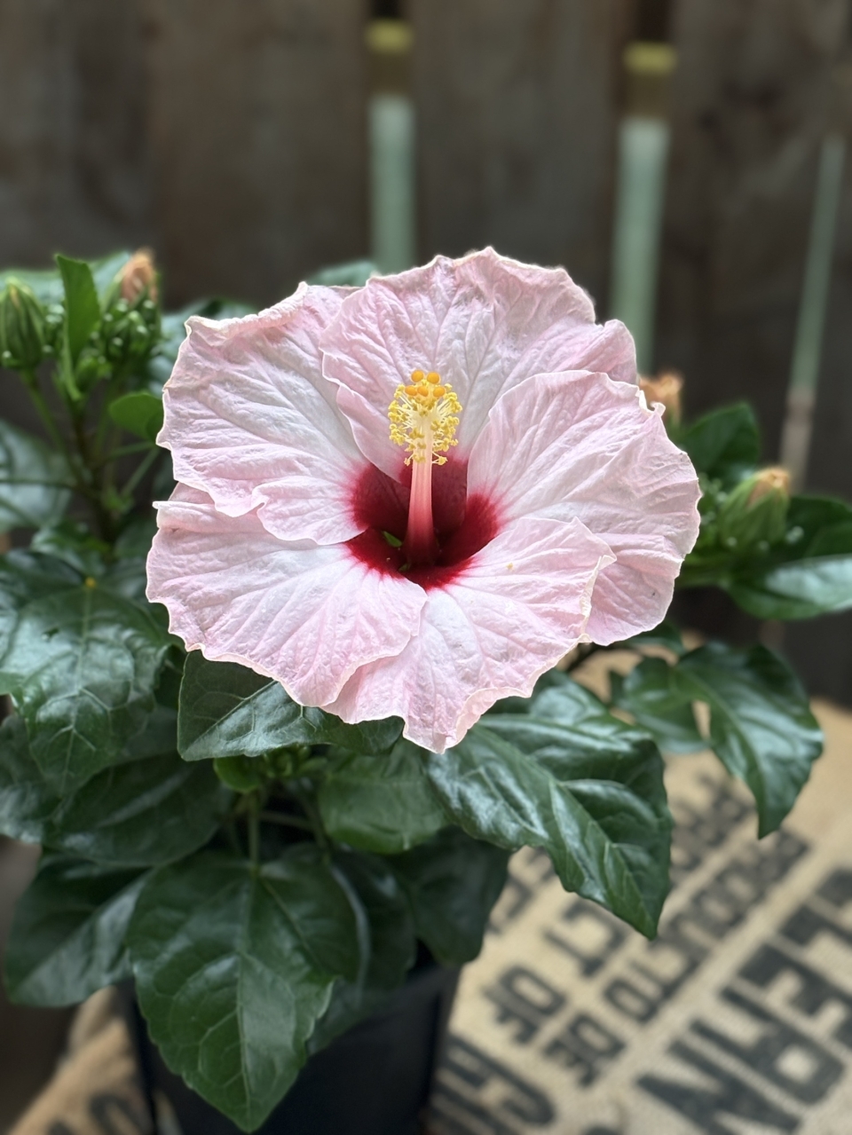 花木蘭