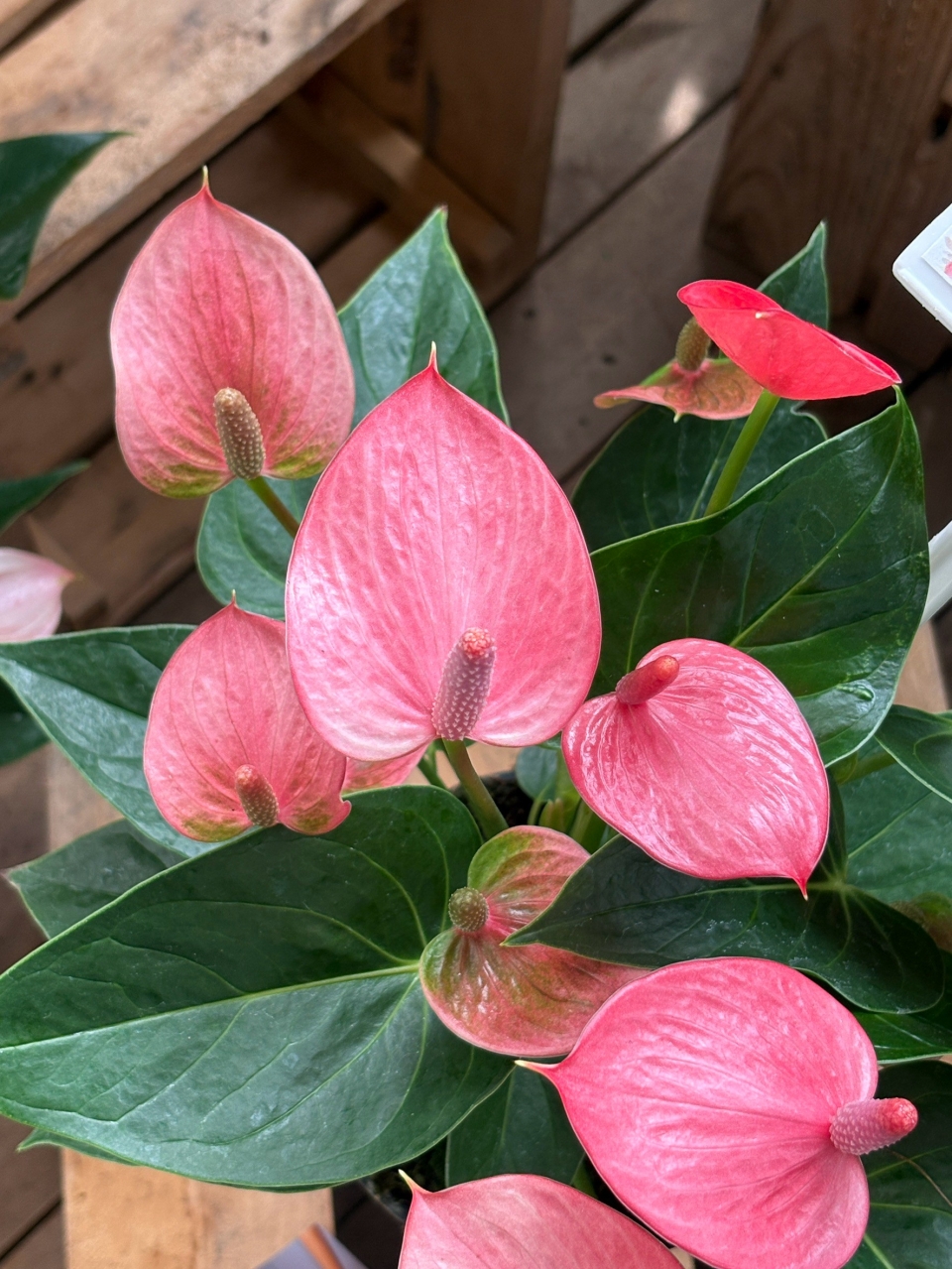 蘿莉粉