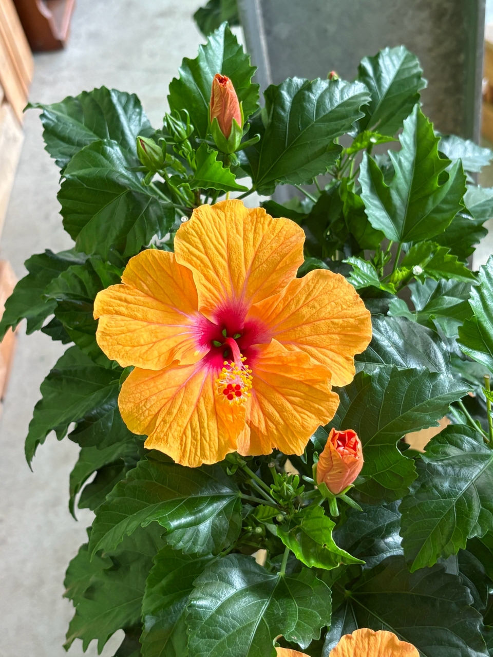 紅燭