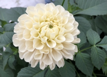 日本秋田大理花 雪球 [C]