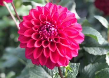 日本秋田大理花 喜悅 [C]