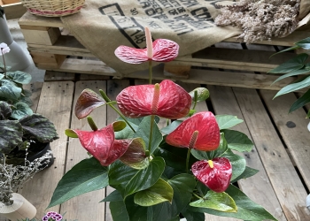 火鶴 紅牛  [Y]