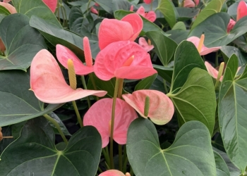 火鶴 國王粉  [Y]