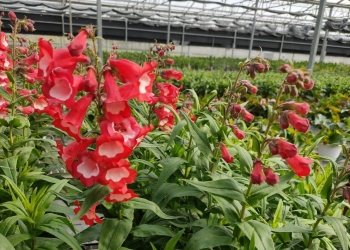 鐘鈴花