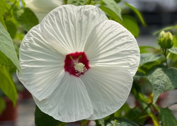 芙蓉葵 [S]