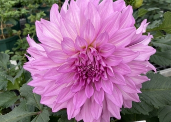日本秋田大理花 紫霞仙子 [C]