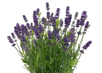 薰衣草 藍冰 [S]