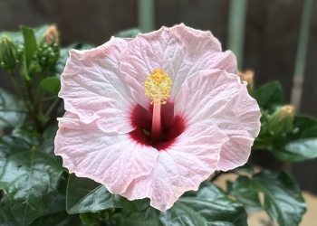 朱槿 花木蘭  [C]