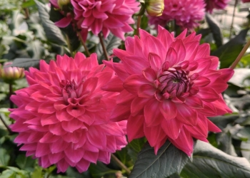 日本秋田大理花 紫嫣紅  [C]