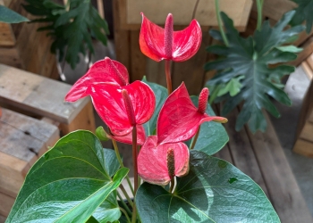 火鶴 靈魂  [Y]