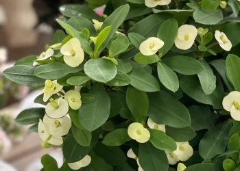 麒麟花euphorbia 產品資訊 陽昇園藝有限公司 Young Sun