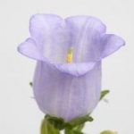 冠軍-Lavender