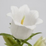 冠軍_white