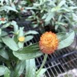 S__30433420