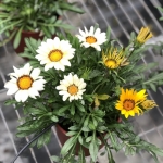 S__30433383