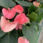 S__89792555