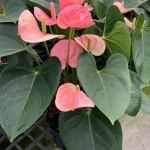 S__89792553