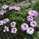 S__34406517