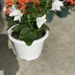S__35102825