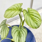 S__57122849