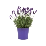 early_blue_lavender