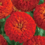 百日草 夢境 紅