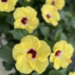 S__58155027_0