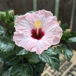 花木蘭