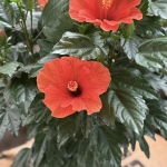 燭光