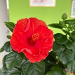 小魁-2