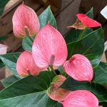 蘿莉粉