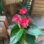 靈魂