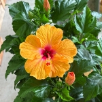 紅燭