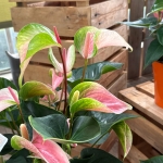 酷麗樂