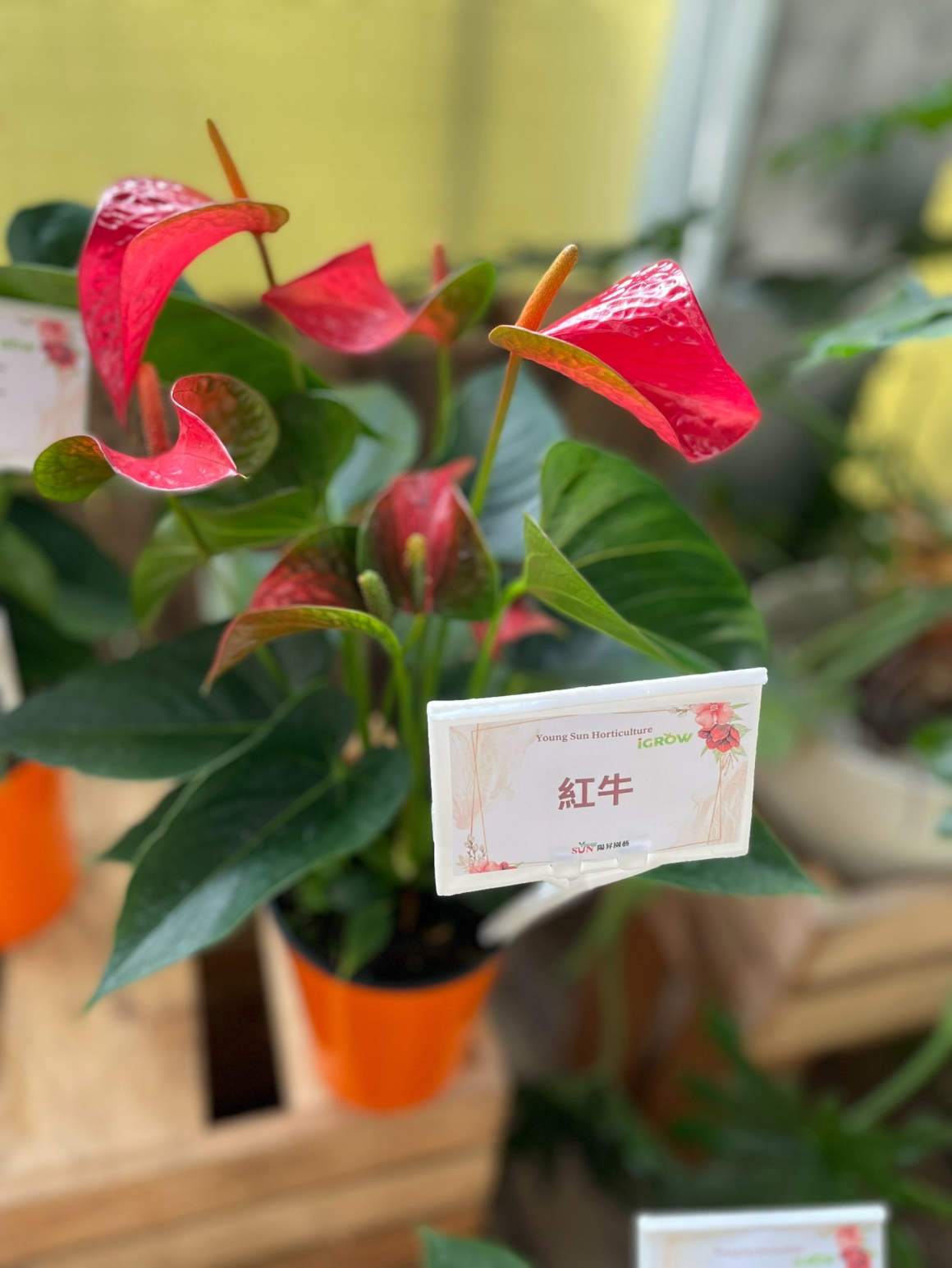 紅牛