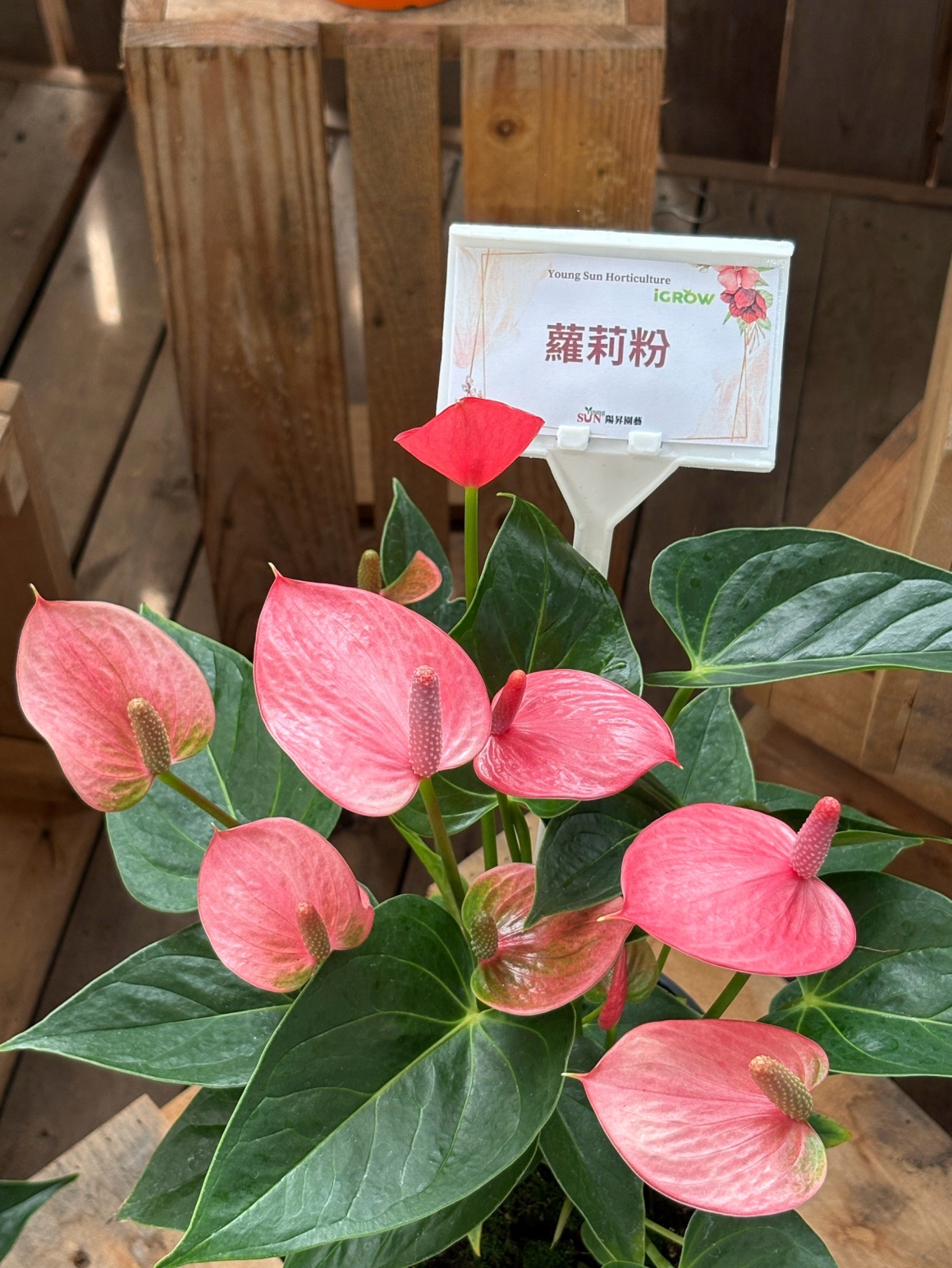 蘿莉粉-2