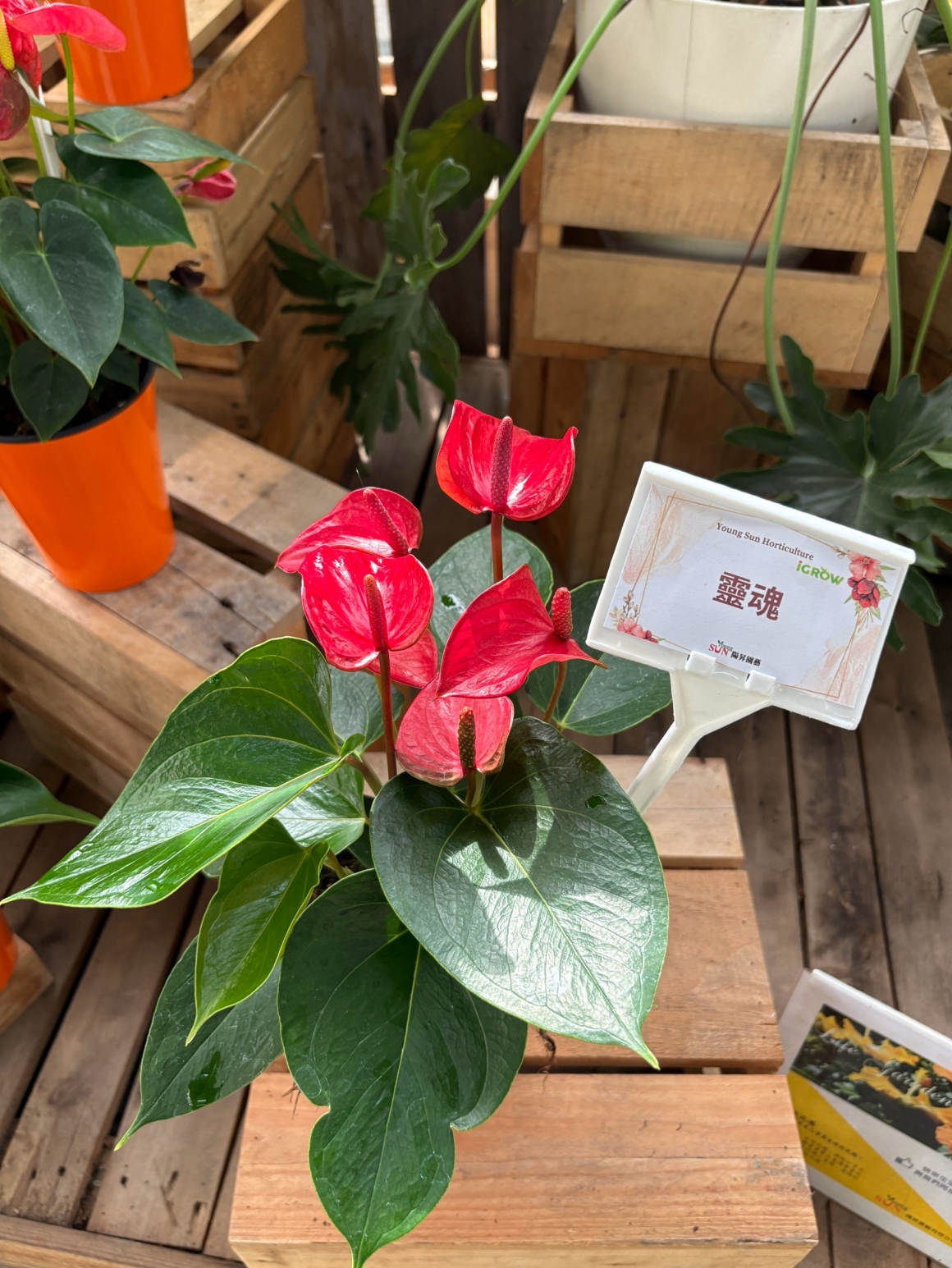 靈魂-1