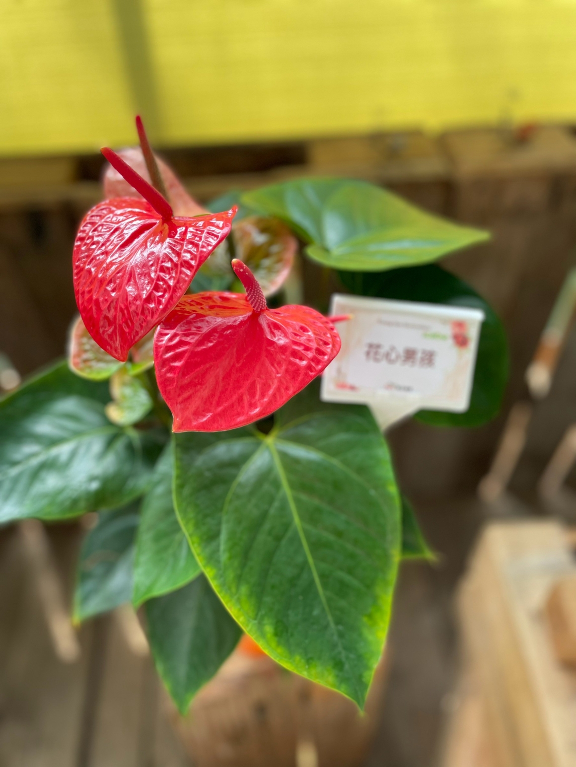花心男孩
