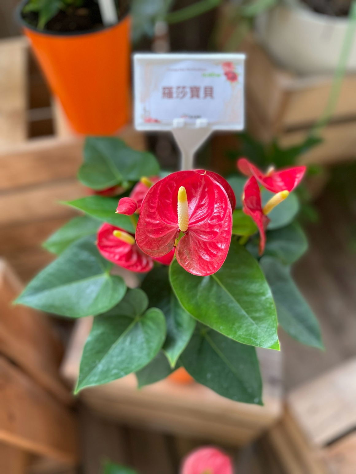 羅莎寶貝