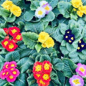 西洋櫻草公主號