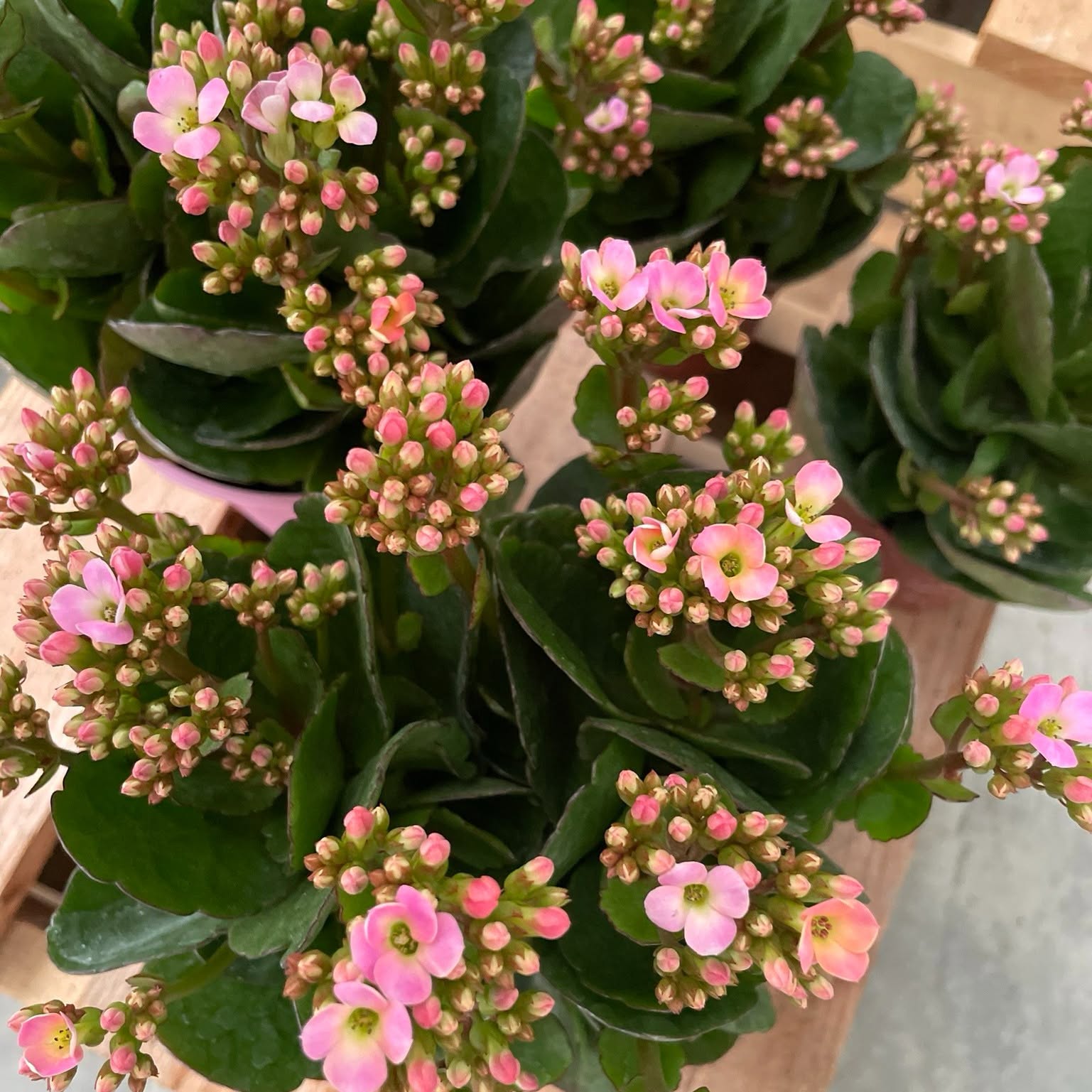 陽昇長壽花-溫莎小公主