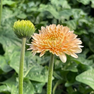 重瓣非洲菊