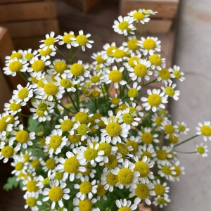 玲瓏菊