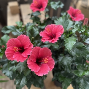 朱槿  小紅莓