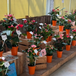 百態綻放 火鶴花品種盛宴