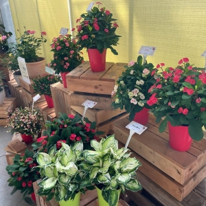20261020-20261022 FLOWER-TRIALS TAIWAN 花卉產業農場開放日之麒麟花、黛粉葉
